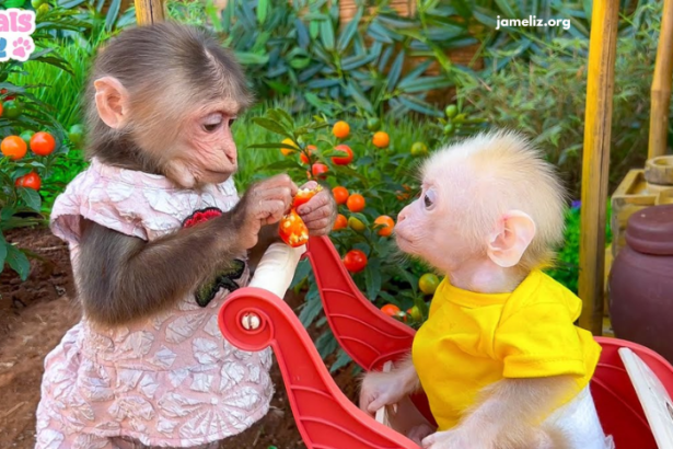 Bibi the Monkey