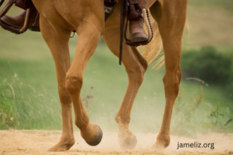 Why Turf Racing is Generally Easier on a Horse’s Legs