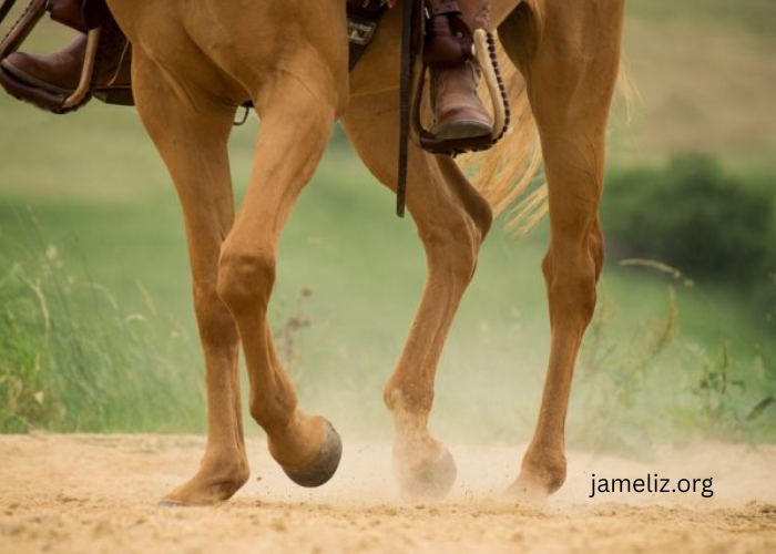 Why Turf Racing is Generally Easier on a Horse’s Legs